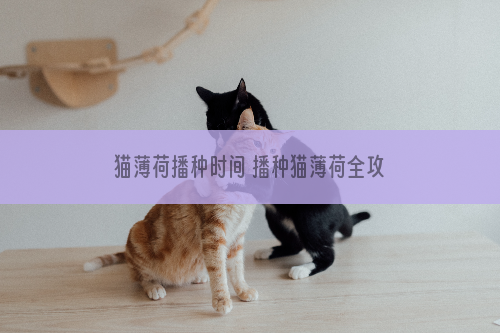 猫薄荷播种时间 播种猫薄荷全攻略