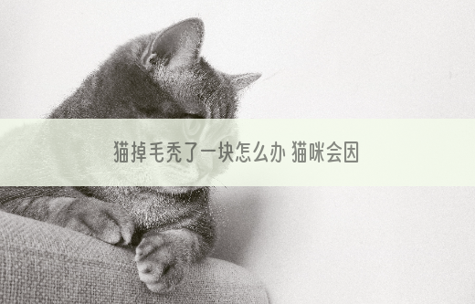 猫掉毛秃了一块怎么办 猫咪会因此而抑郁吗
