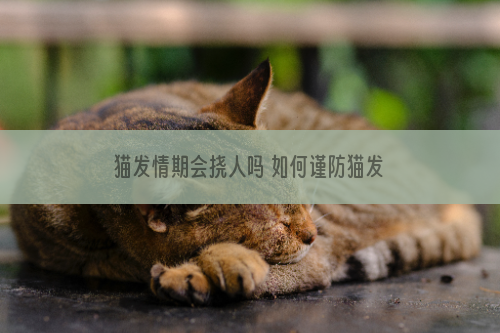 猫发情期会挠人吗 如何谨防猫发情伤人