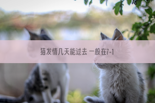 猫发情几天能过去 一般在7-10天