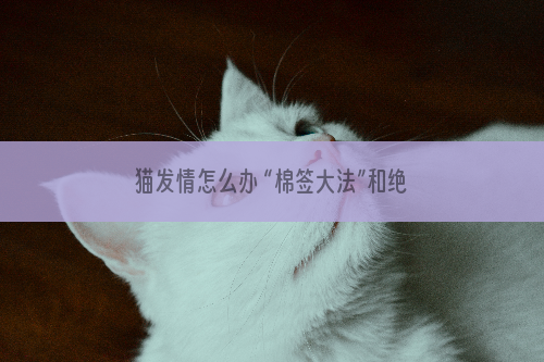 猫发情怎么办 “棉签大法”和绝育一定不能做