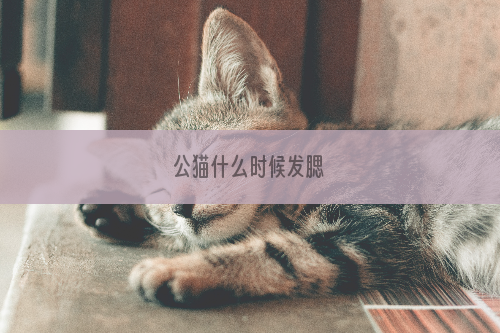公猫什么时候发腮