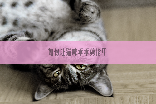 如何让猫咪乖乖剪指甲