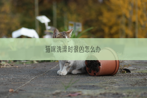 猫咪洗澡时很凶怎么办