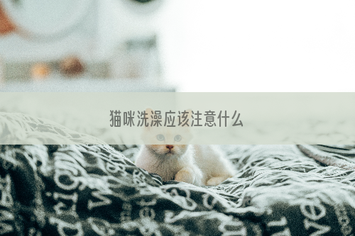 猫咪洗澡应该注意什么