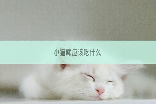 小猫咪应该吃什么