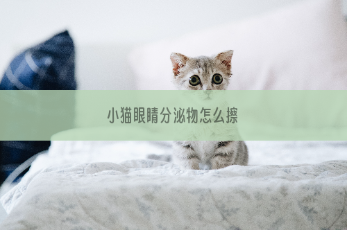 小猫眼睛分泌物怎么擦