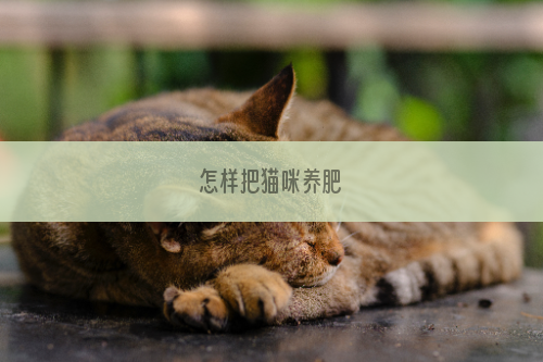 怎样把猫咪养肥