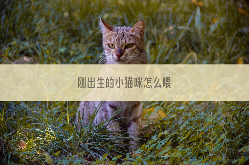 刚出生的小猫咪怎么喂