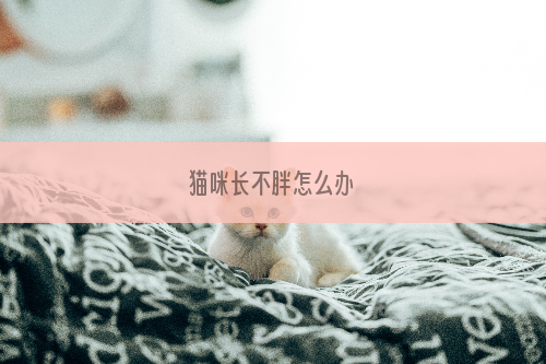 猫咪长不胖怎么办