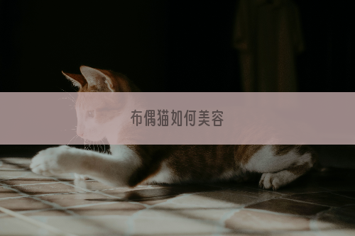 布偶猫如何美容