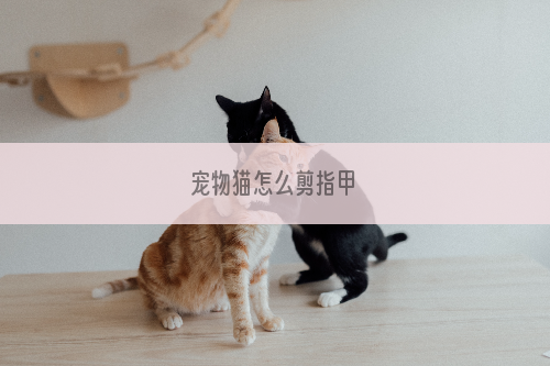 宠物猫怎么剪指甲