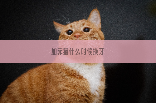 加菲猫什么时候换牙