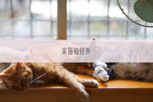 家猫如何养