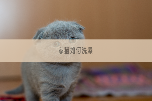 家猫如何洗澡