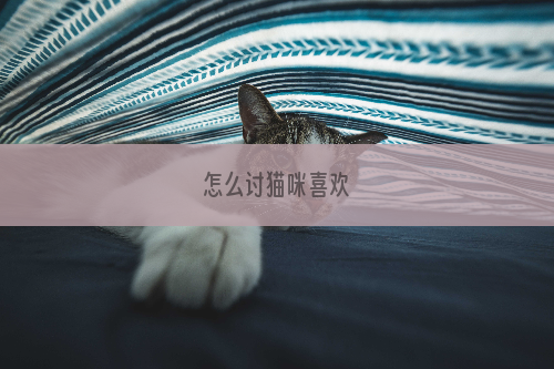 怎么讨猫咪喜欢