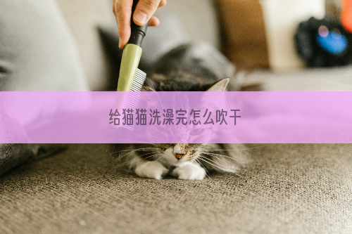 给猫猫洗澡完怎么吹干