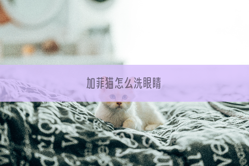 加菲猫怎么洗眼睛