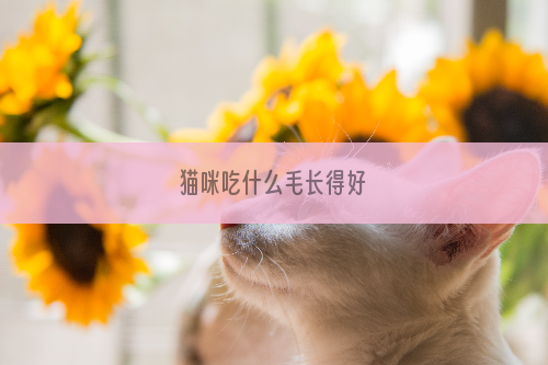 猫咪吃什么毛长得好