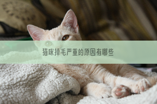 猫咪掉毛严重的原因有哪些