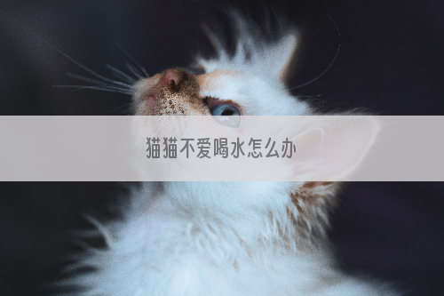 猫猫不爱喝水怎么办