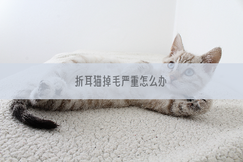 折耳猫掉毛严重怎么办