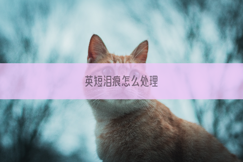 英短泪痕怎么处理