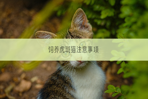 饲养虎斑猫注意事项