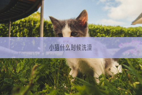 小猫什么时候洗澡