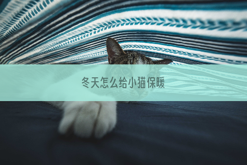 冬天怎么给小猫保暖