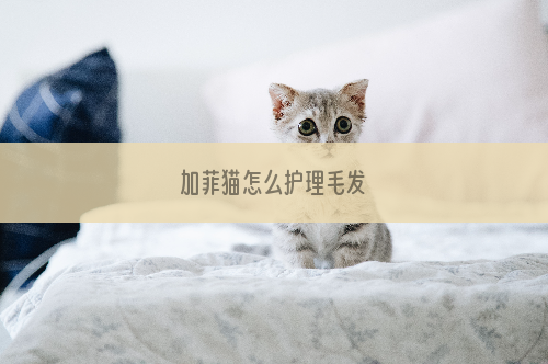 加菲猫怎么护理毛发