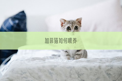 加菲猫如何喂养