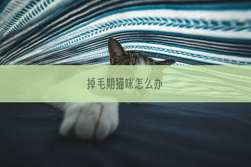 掉毛期猫咪怎么办