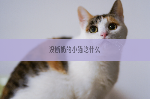 没断奶的小猫吃什么