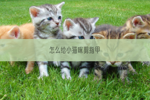 怎么给小猫咪剪指甲