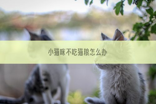 小猫咪不吃猫粮怎么办
