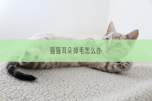 猫猫耳朵掉毛怎么办