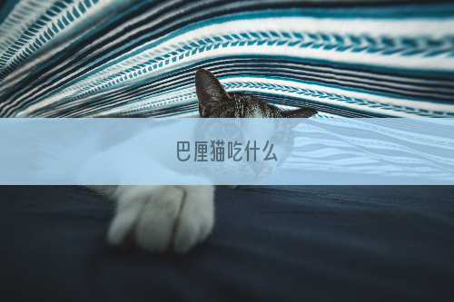 巴厘猫吃什么