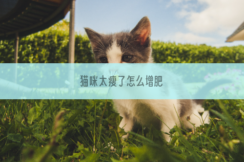 猫咪太瘦了怎么增肥