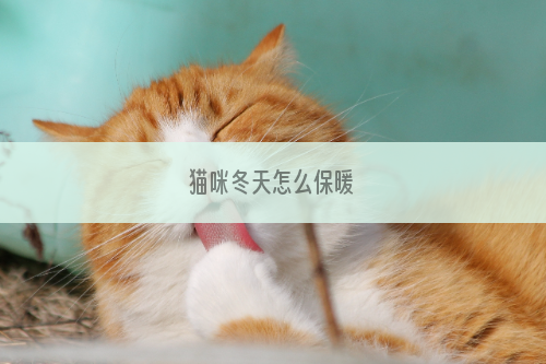 猫咪冬天怎么保暖