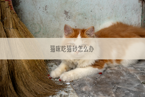 猫咪吃猫砂怎么办