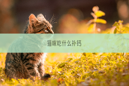 猫咪吃什么补钙