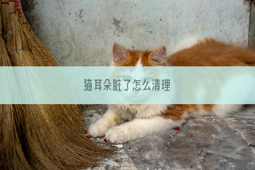 猫耳朵脏了怎么清理