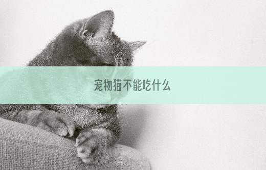 宠物猫不能吃什么