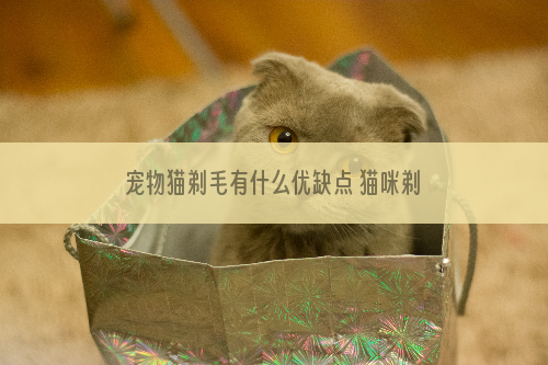 宠物猫剃毛有什么优缺点 猫咪剃毛优缺点介绍