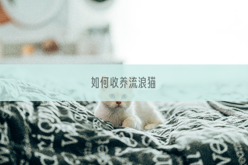 如何收养流浪猫