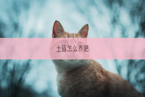 土猫怎么养肥