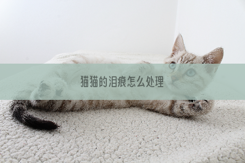 猫猫的泪痕怎么处理