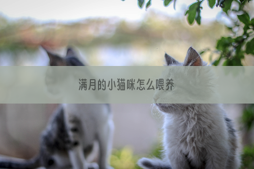 满月的小猫咪怎么喂养