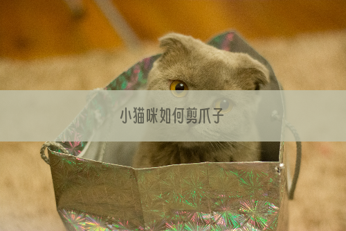 小猫咪如何剪爪子